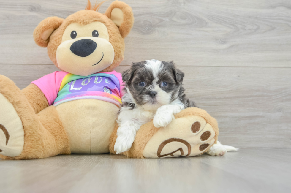 5 week old Teddy Bear Puppy For Sale - Florida Fur Babies
