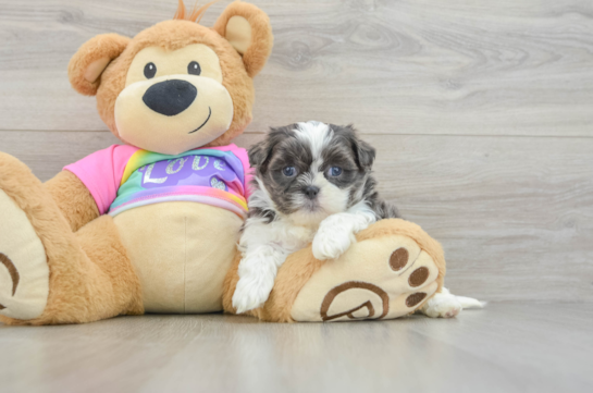 Energetic Shit Designer Puppy