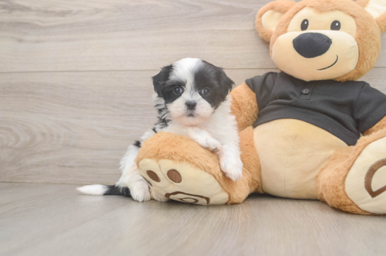 Teddy Bear Pup Being Cute