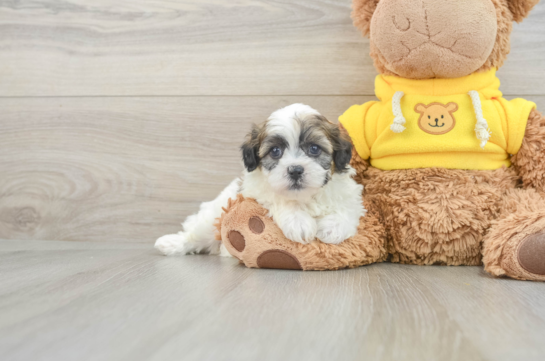 Petite Teddy Bear Designer Pup