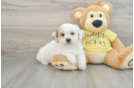 Teddy Bear Puppy for Adoption