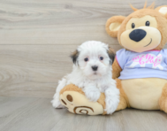 8 week old Teddy Bear Puppy For Sale - Florida Fur Babies