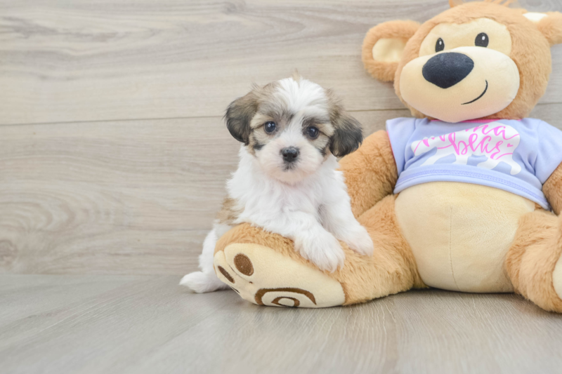 Meet Marcy - our Teddy Bear Puppy Photo 1/3 - Florida Fur Babies