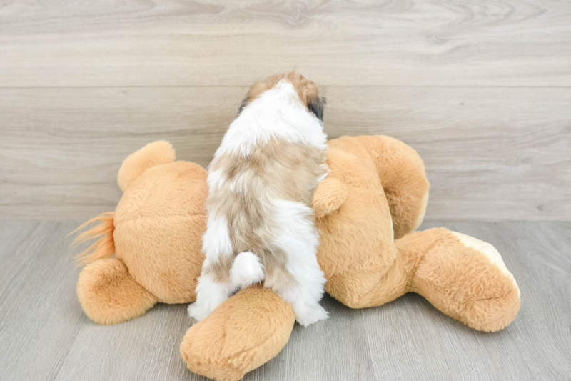 Meet Marcy - our Teddy Bear Puppy Photo 2/3 - Florida Fur Babies