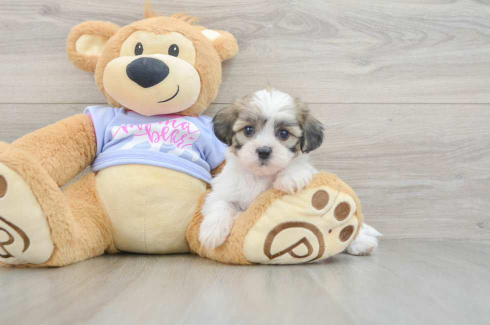 5 week old Teddy Bear Puppy For Sale - Florida Fur Babies
