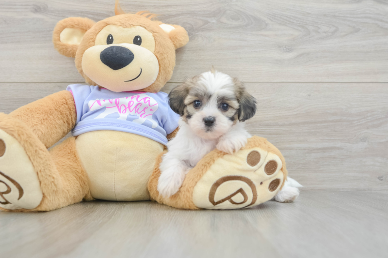 Meet Marcy - our Teddy Bear Puppy Photo 3/3 - Florida Fur Babies