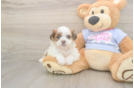 Teddy Bear Puppy for Adoption