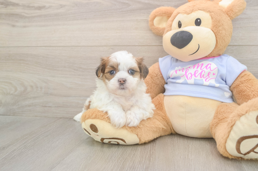 6 week old Teddy Bear Puppy For Sale - Florida Fur Babies