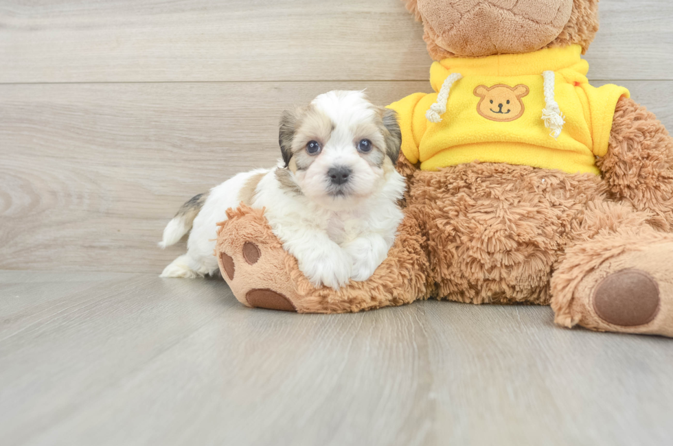 7 week old Teddy Bear Puppy For Sale - Florida Fur Babies