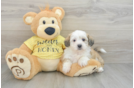 Teddy Bear Puppy for Adoption