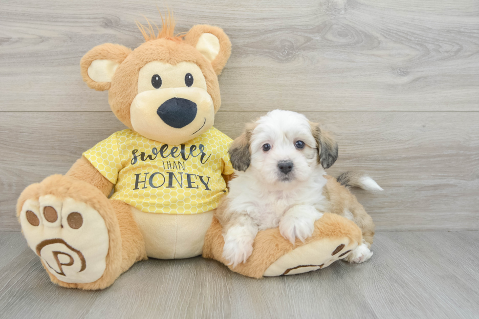 Teddy Bear Puppy for Adoption