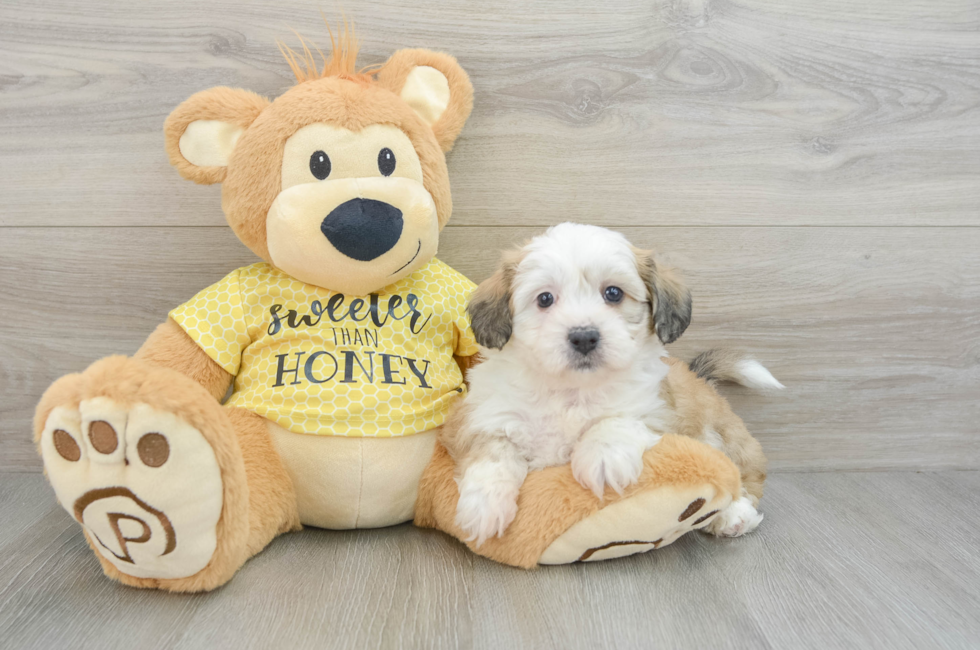 5 week old Teddy Bear Puppy For Sale - Florida Fur Babies