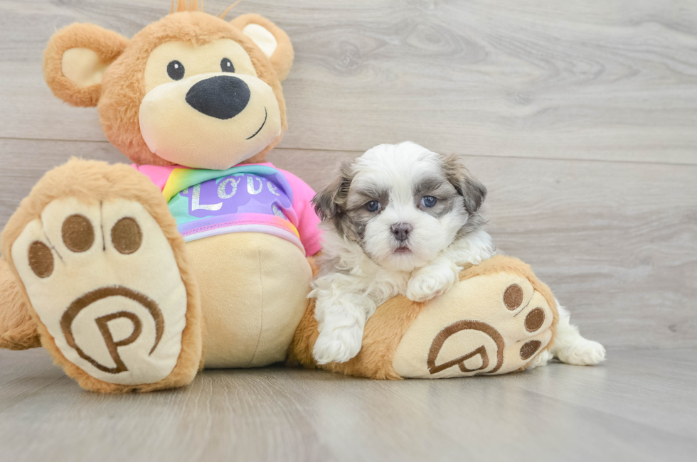 5 week old Teddy Bear Puppy For Sale - Florida Fur Babies