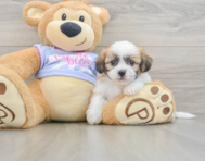 5 week old Teddy Bear Puppy For Sale - Florida Fur Babies