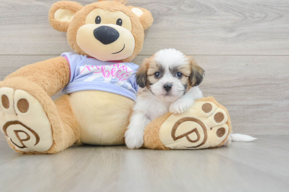 5 week old Teddy Bear Puppy For Sale - Florida Fur Babies