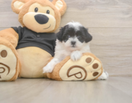 7 week old Teddy Bear Puppy For Sale - Florida Fur Babies