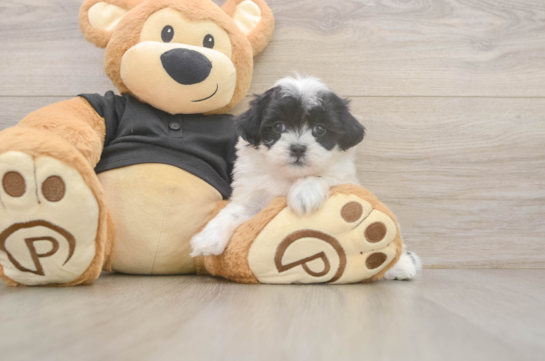 Adorable Shitzu Designer Puppy