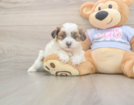 8 week old Teddy Bear Puppy For Sale - Florida Fur Babies