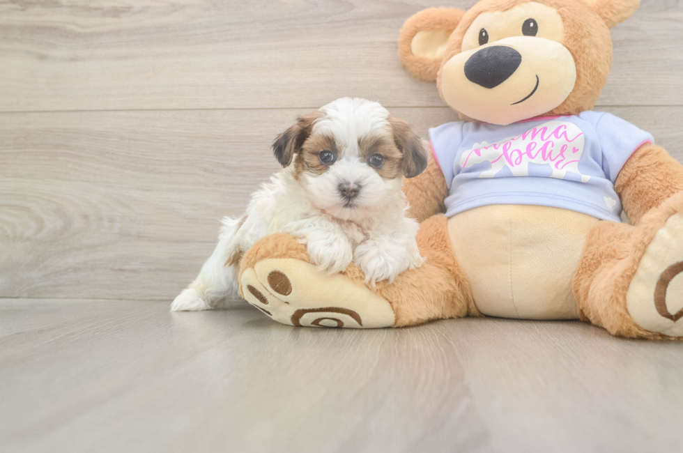 5 week old Teddy Bear Puppy For Sale - Florida Fur Babies