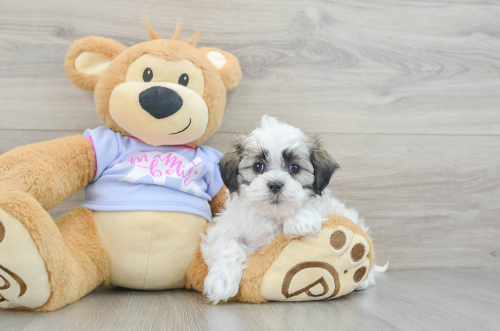 6 week old Teddy Bear Puppy For Sale - Florida Fur Babies