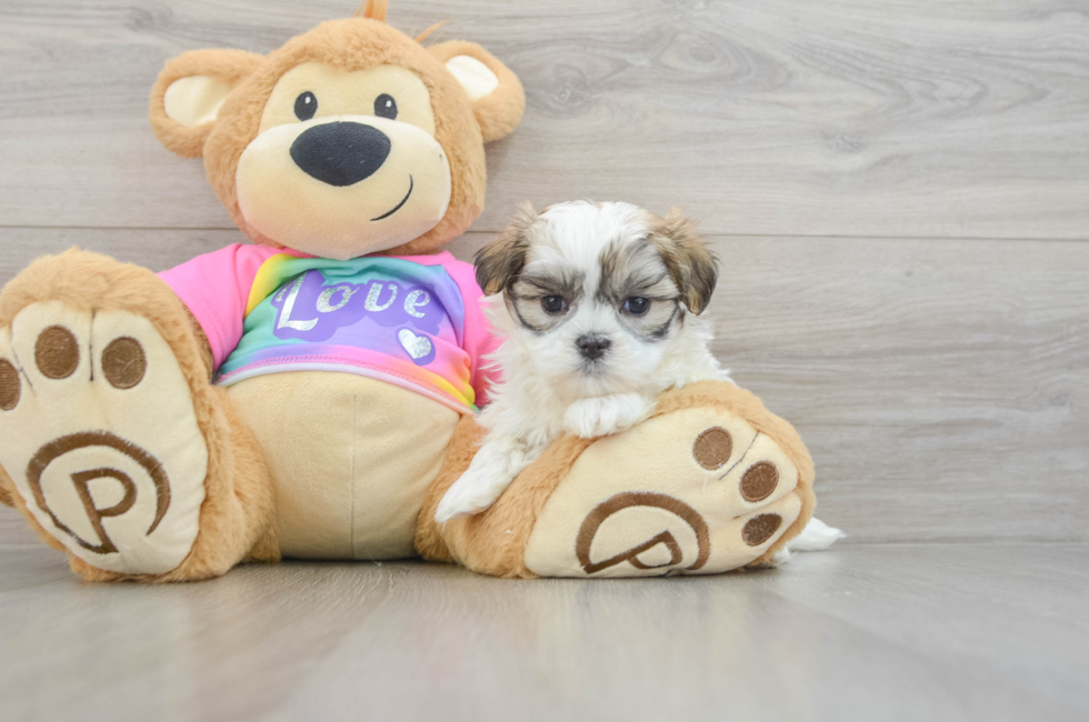 5 week old Teddy Bear Puppy For Sale - Florida Fur Babies