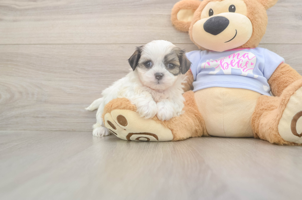 5 week old Teddy Bear Puppy For Sale - Florida Fur Babies