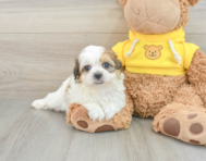 8 week old Teddy Bear Puppy For Sale - Florida Fur Babies