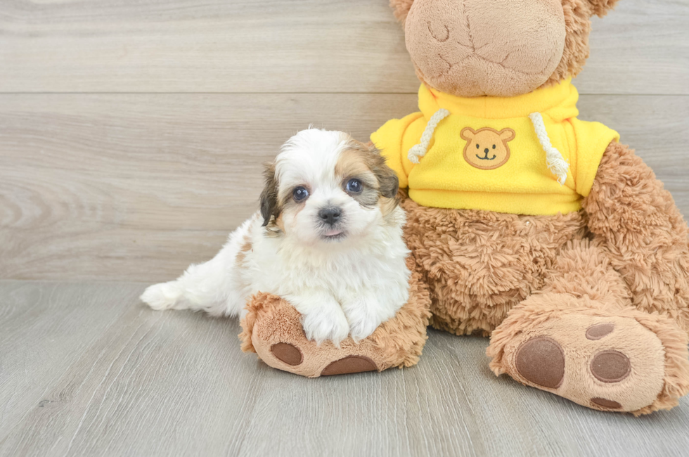 7 week old Teddy Bear Puppy For Sale - Florida Fur Babies