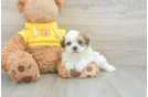 Playful Shichon Designer Puppy