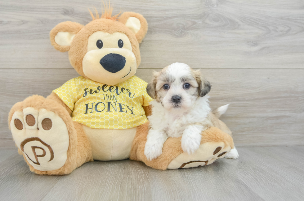 5 week old Teddy Bear Puppy For Sale - Florida Fur Babies