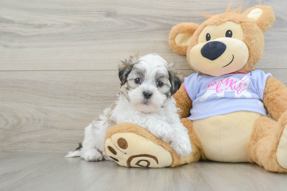 6 week old Teddy Bear Puppy For Sale - Florida Fur Babies