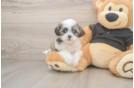 Best Teddy Bear Baby