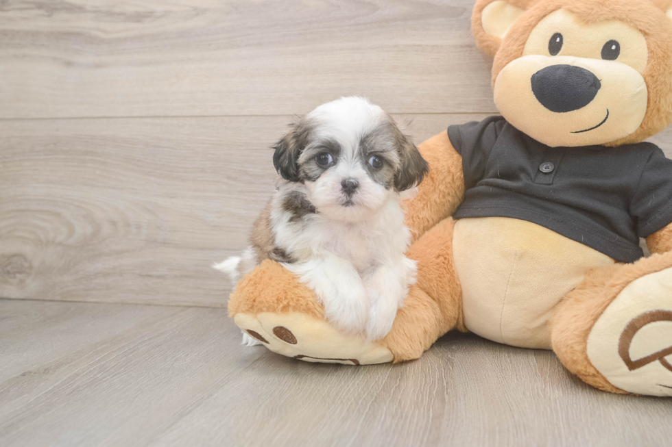 Best Teddy Bear Baby
