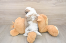 Cute Teddy Bear Baby