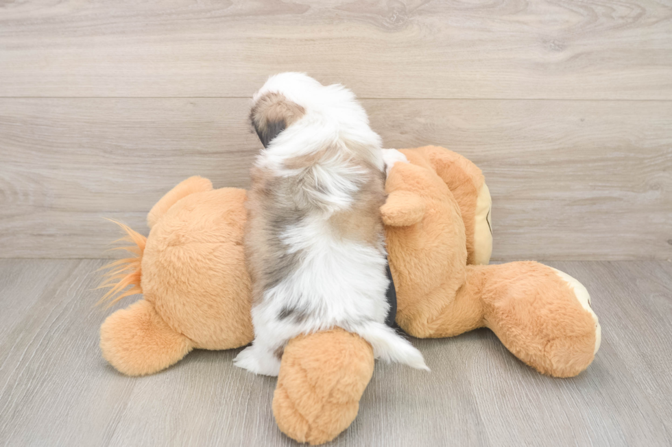 Cute Teddy Bear Baby