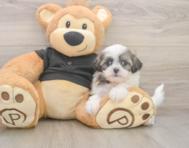 7 week old Teddy Bear Puppy For Sale - Florida Fur Babies