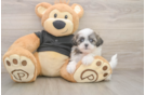 Teddy Bear Puppy for Adoption