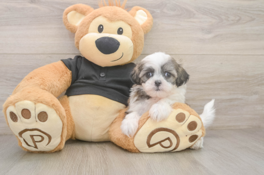 Teddy Bear Puppy for Adoption