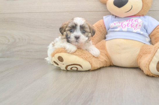 5 week old Teddy Bear Puppy For Sale - Florida Fur Babies Best Teddy Bear Baby