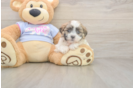 Cute Teddy Bear Baby