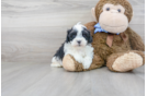 Meet Milo - our Teddy Bear Puppy Photo 2/3 - Florida Fur Babies