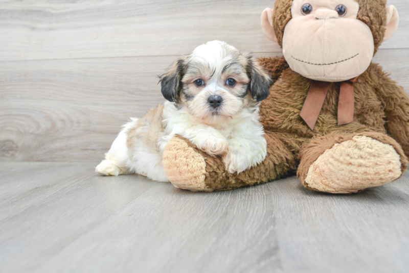 Meet Milo - our Teddy Bear Puppy Photo 1/3 - Florida Fur Babies