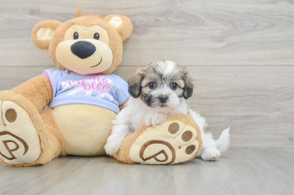 5 week old Teddy Bear Puppy For Sale - Florida Fur Babies