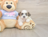 8 week old Teddy Bear Puppy For Sale - Florida Fur Babies