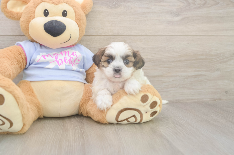 5 week old Teddy Bear Puppy For Sale - Florida Fur Babies