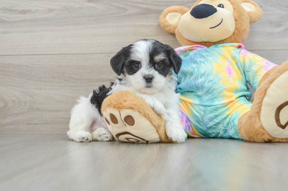 6 week old Teddy Bear Puppy For Sale - Florida Fur Babies