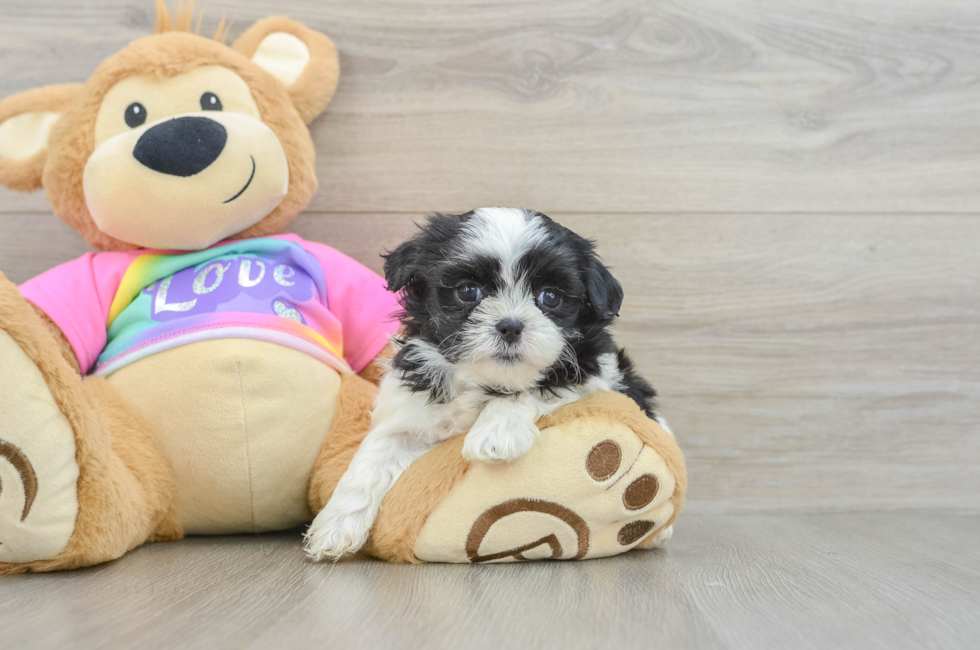 5 week old Teddy Bear Puppy For Sale - Florida Fur Babies
