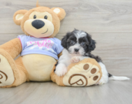5 week old Teddy Bear Puppy For Sale - Florida Fur Babies