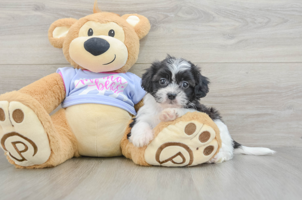 5 week old Teddy Bear Puppy For Sale - Florida Fur Babies