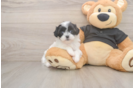 Teddy Bear Pup Being Cute